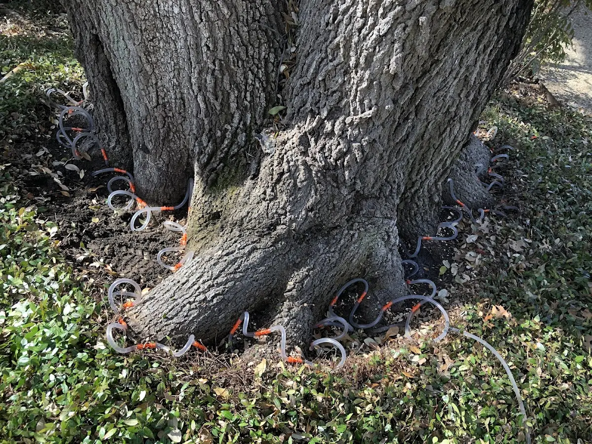 Detailed Tree Cabling and Bracing job site in Fort Stewart