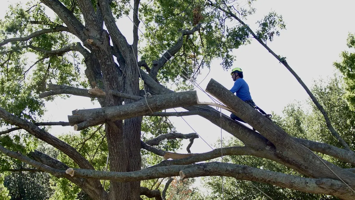 Professional Hazardous Tree Removal performed by certified arborists in Fort Stewart