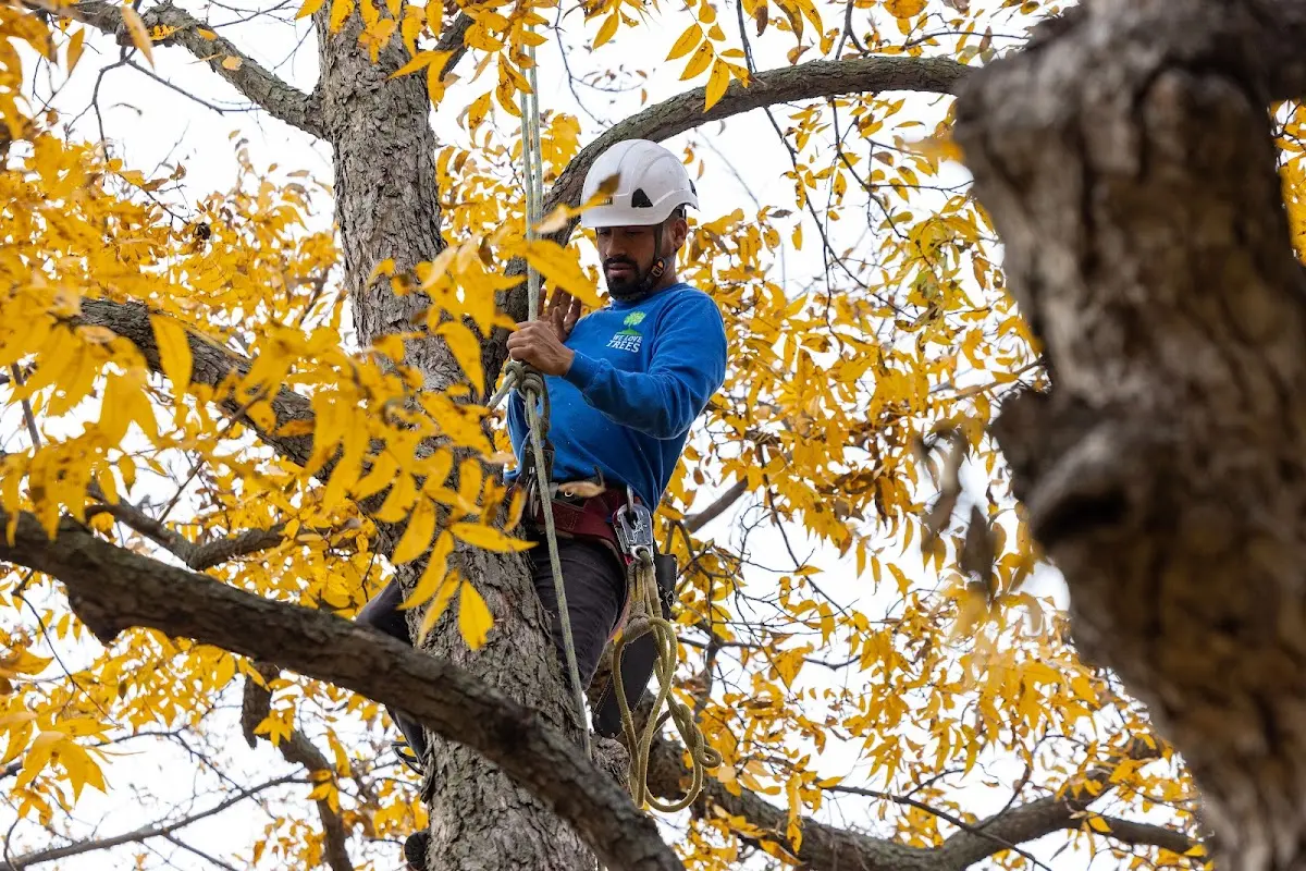 Skilled Tree Pruning crew working in Fort Stewart