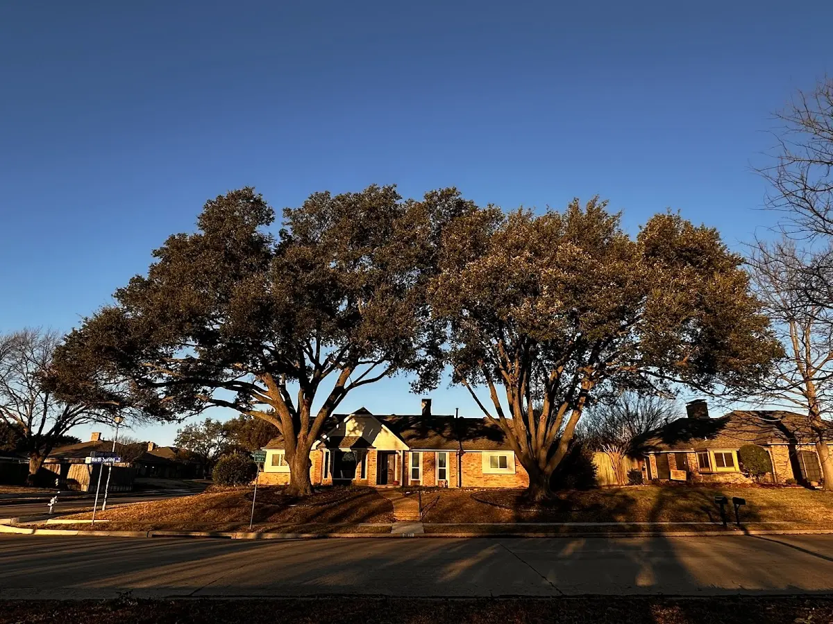 Established residential canopy tree shading a home in Fort Stewart